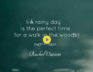 50 Best Rainy Day Quotes and Sayings 2022 - Quotes Yard