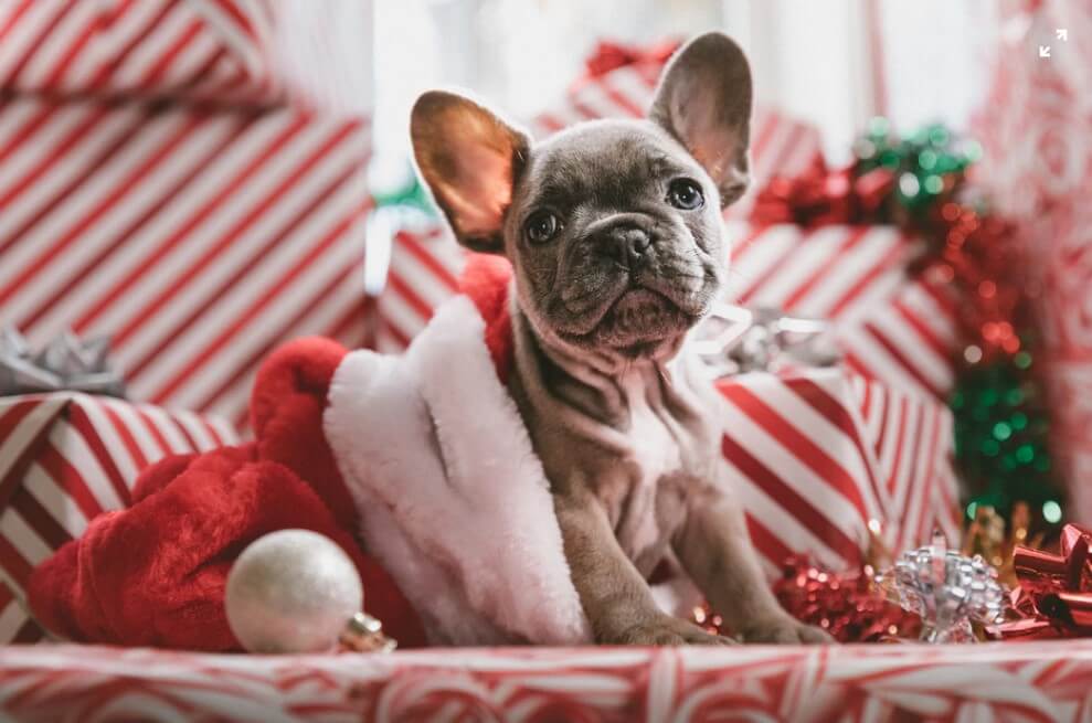 Christmas Wallpapers Dogs